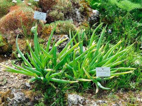 10+ редких растений из Красной книги России — названия, характеристика и фото