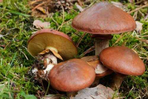 Доклад-сообщение на тему: "Съедобные грибы"