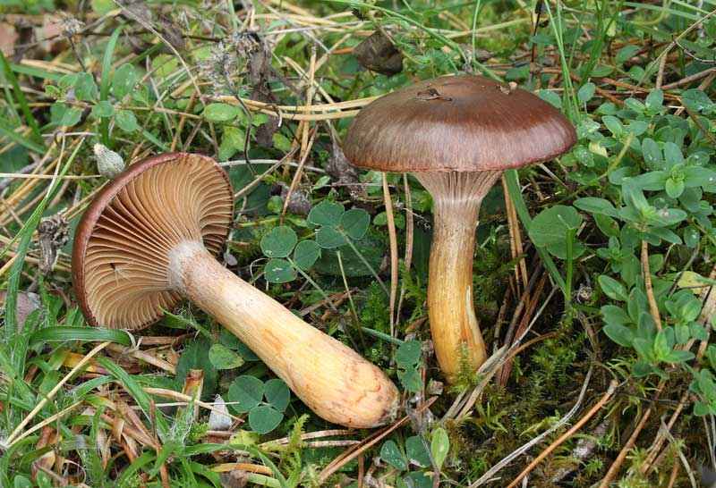 Какие бывают съедобные грибы? Список, описание и фото