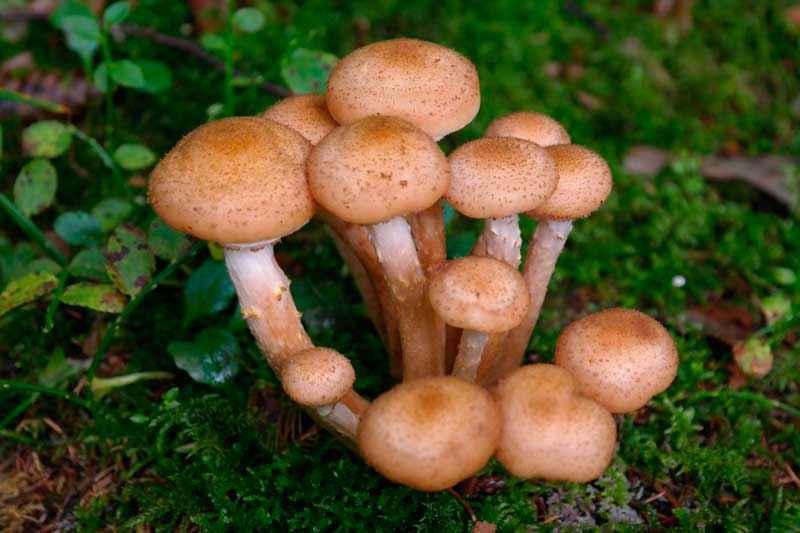 Какие бывают съедобные грибы? Список, описание и фото