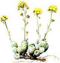 Красная книга России - зачем нужна, примеры редких животных и растений