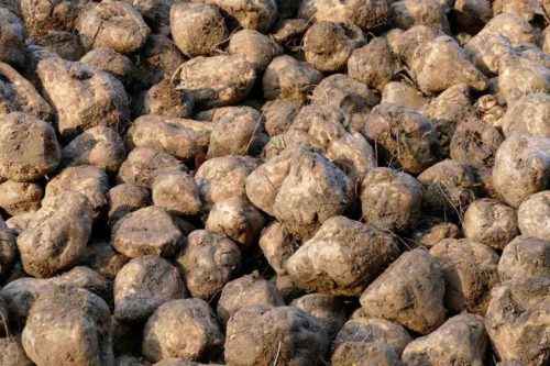 Растениеводство - зарождение, отрасли и польза