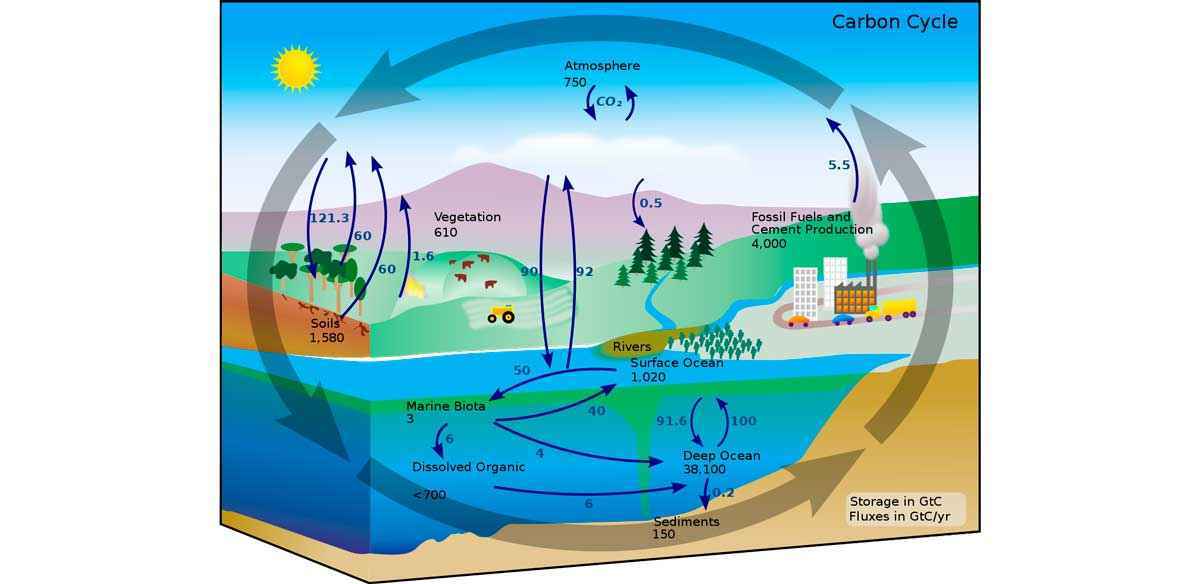 Что такое биогеохимический цикл? Какие виды круговорота веществ существуют в природе?