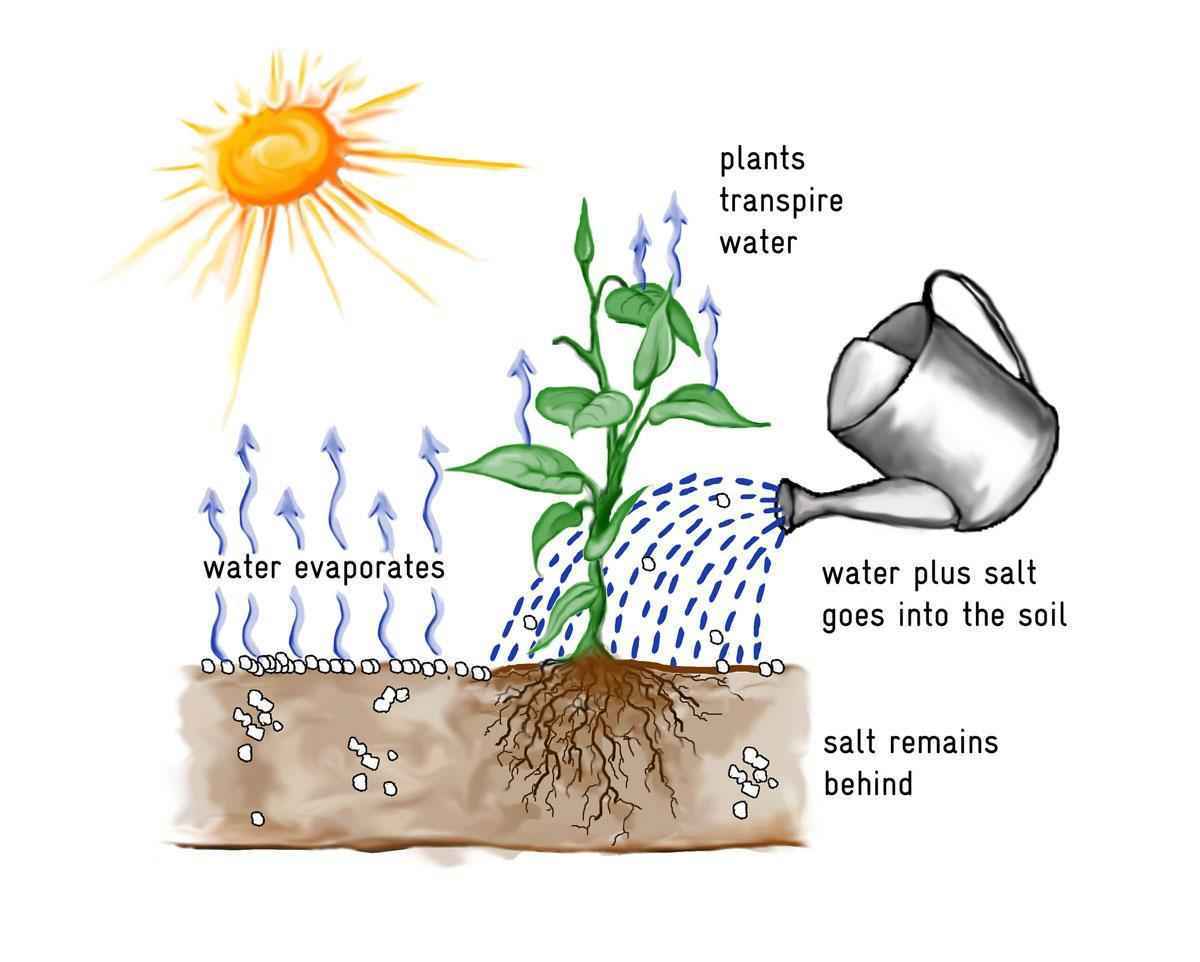 Транспирация —  суть процесса, схема, скорость и значение в жизни растений
