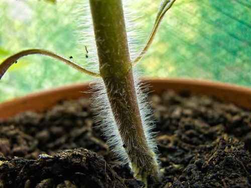 Из каких основных частей состоят растения? Названия, описание, свойства и значение