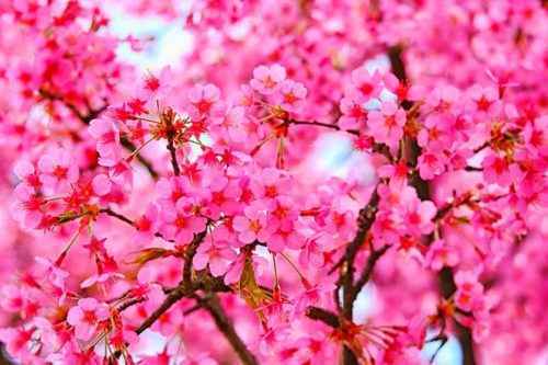 Из каких основных частей состоят растения? Названия, описание, свойства и значение