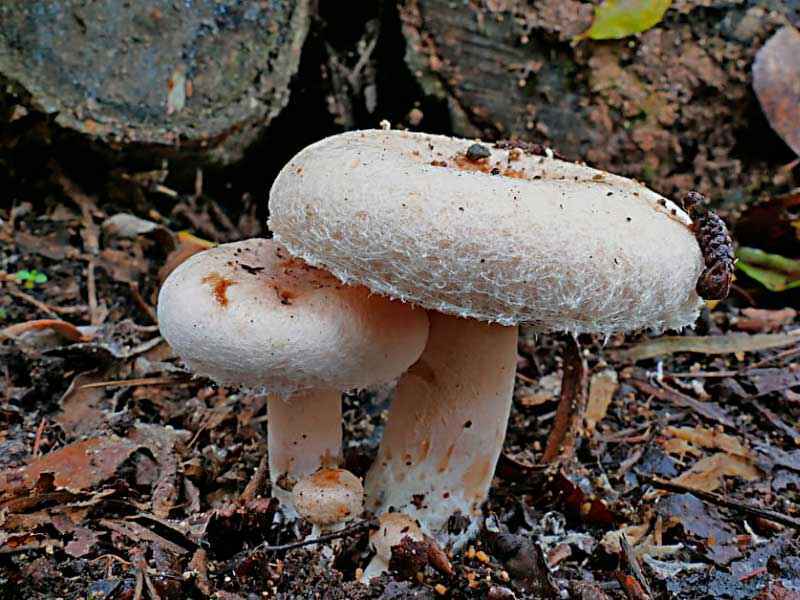 Какие бывают съедобные грибы? Список, описание и фото