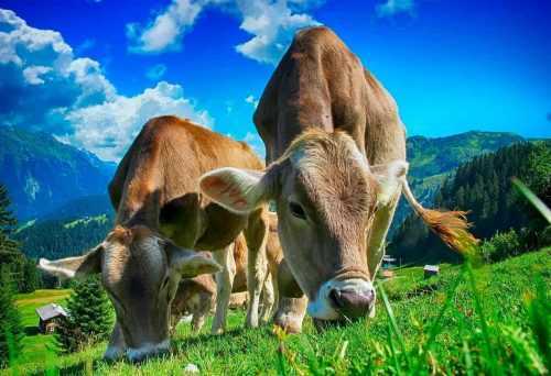 Природа и ее объекты