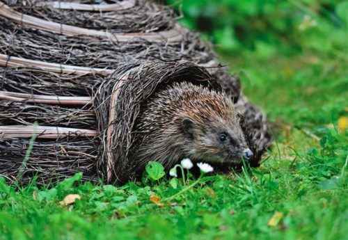 Какие животные впадают в спячку зимой? Список, характеристика и фото