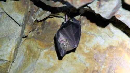 Какие животные впадают в спячку зимой? Список, характеристика и фото