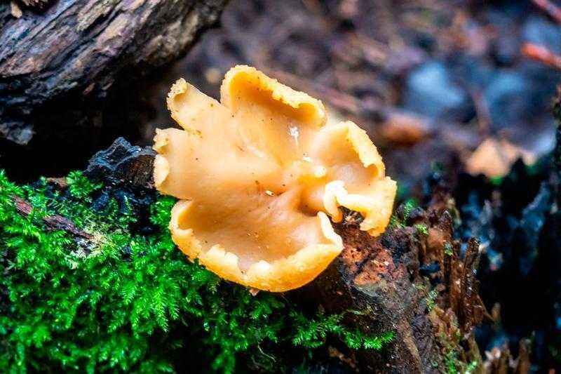 Какие бывают съедобные грибы? Список, описание и фото