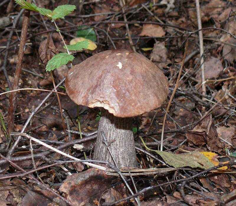 Какие бывают съедобные грибы? Список, описание и фото