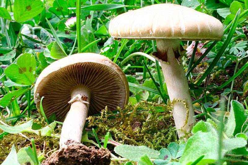 Какие бывают съедобные грибы? Список, описание и фото