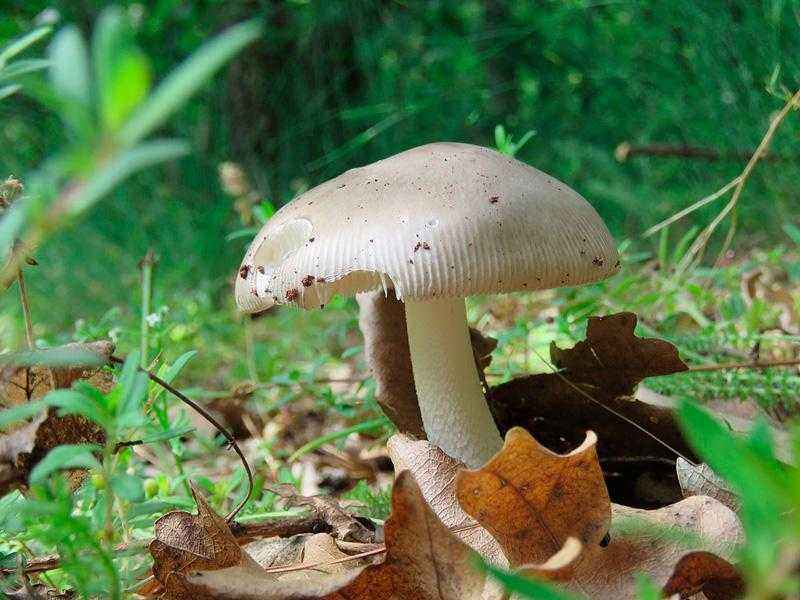 Какие бывают съедобные грибы? Список, описание и фото