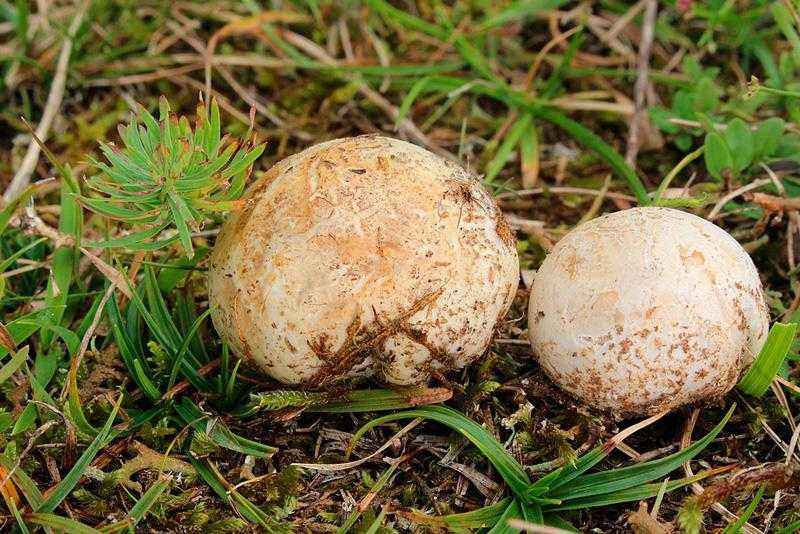 Какие бывают съедобные грибы? Список, описание и фото