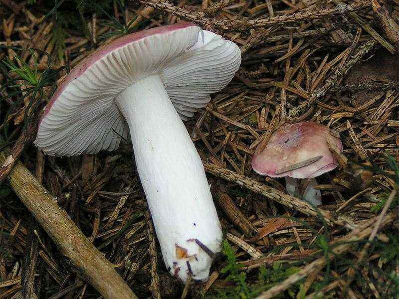 Какие бывают съедобные грибы? Список, описание и фото