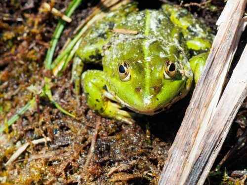Какие животные впадают в спячку зимой? Список, характеристика и фото