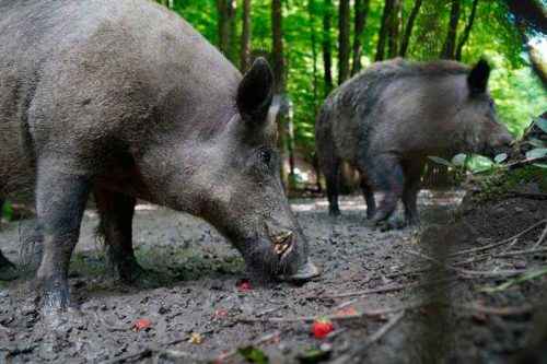 Как деятельность человека влияет на природу Земли?
