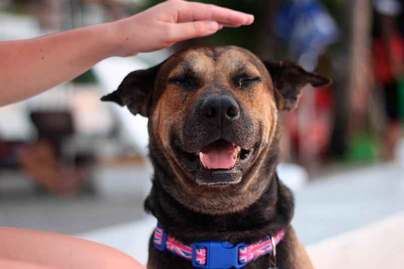 Зачем собака бегает за своим хвостом? Основные причины