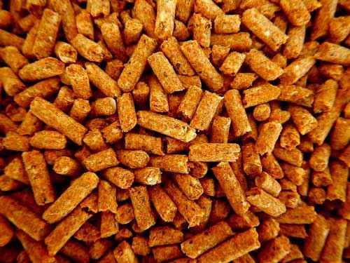 Что едят декоративные крысы в домашних условиях? Корм и дополнительное питание