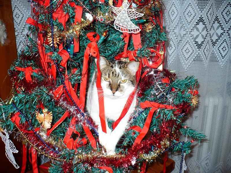 Как уберечь елку от кошки? Советы, как спасти елку если дома кот