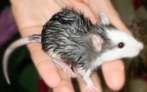 Можно ли купать декоративную крысу? Если да, то, как часто и правильно это делать?