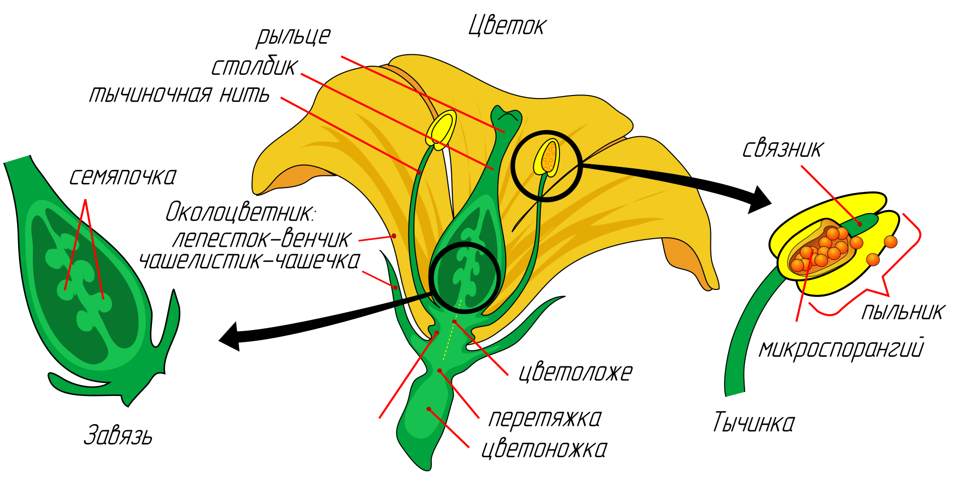 Из каких частей состоит цветок? Названия, описание и схема