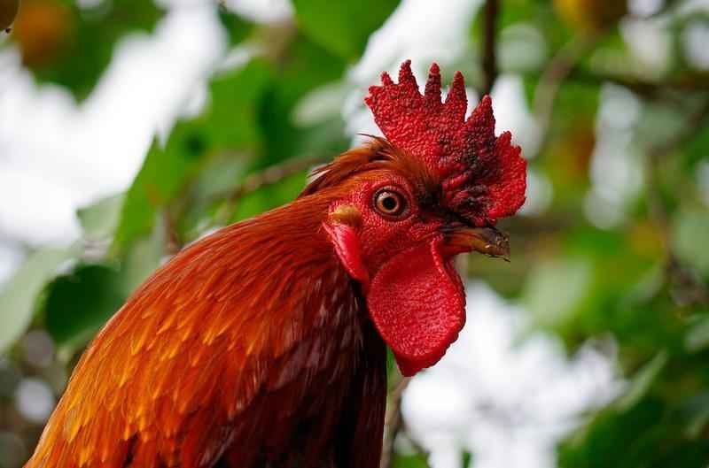 Какая средняя продолжительность жизни курицы в домашних условиях?