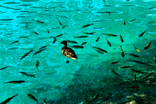 Какие существуют виды экосистем? Краткая характеристика и примеры