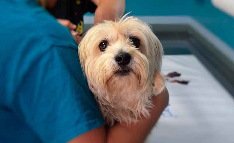 Зачем собака бегает за своим хвостом? Основные причины