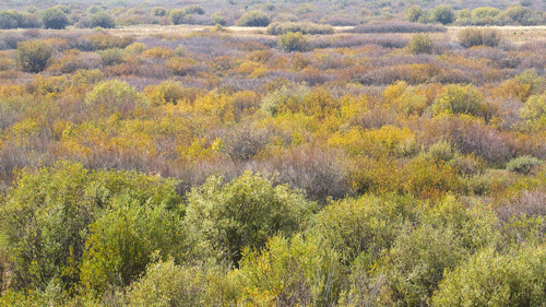 Естественная (природная) экосистема - описание, признаки, виды и примеры