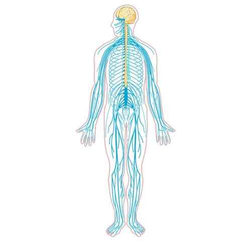 Нервная система человека - особенности, строение, отделы и функции