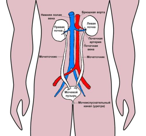 Процесс и функции выделения в организме человека