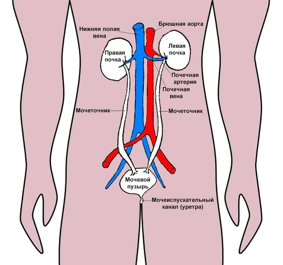 Выделительная система человека - функции, схема и строение органов