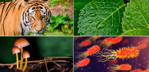 Различия между аэробным и анаэробным дыханием