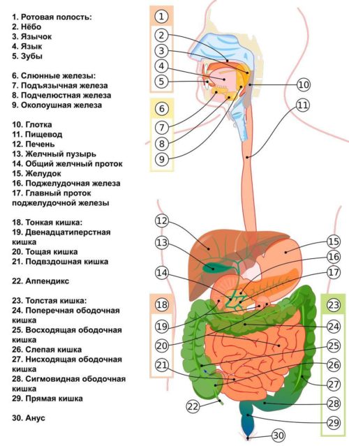 Особенности анатомии тела человека