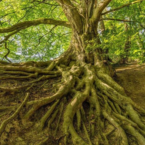 Особенности корневой системы растений - типы, примеры и значение