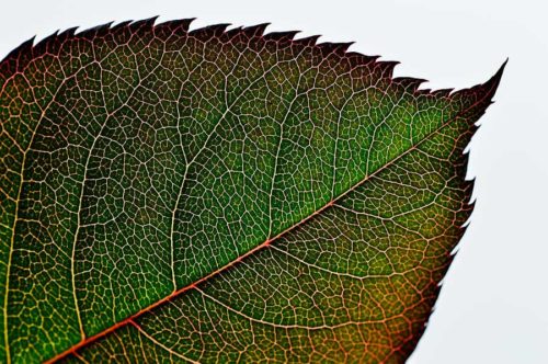 Какие растения относят к двудольным? Признаки, особенности строения и примеры