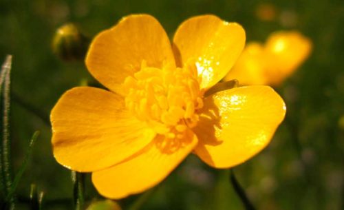 Какие растения относят к двудольным? Признаки, особенности строения и примеры