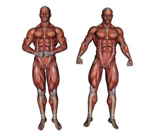 Особенности анатомии тела человека