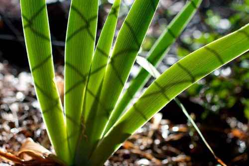 Какие растения относят к однодольным? Признаки, особенности строения и примеры