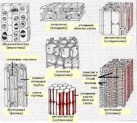 Особенности тканей растений - типы, признаки и функции
