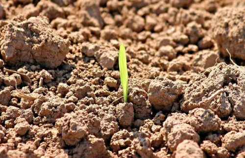 Какие растения относят к однодольным? Признаки, особенности строения и примеры