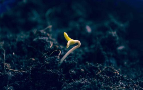 Какие растения относят к двудольным? Признаки, особенности строения и примеры