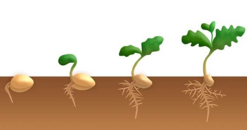Процесс прорастания семян - стадии, условия и факторы