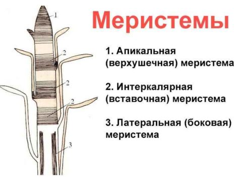 Особенности тканей растений - типы, признаки и функции