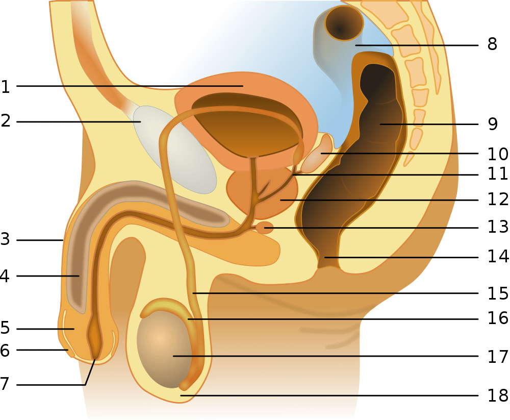 Особенности анатомии тела человека