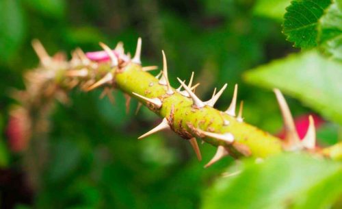 Стебель растения - из каких тканей состоит, значение и примеры