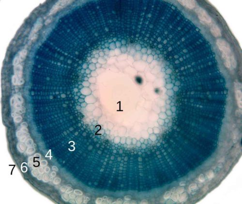 Стебель растения - из каких тканей состоит, значение и примеры