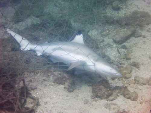 Прилов - животные, ставшие случайными жертвами рыбного промысла